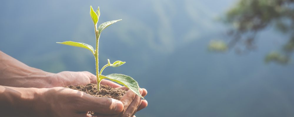 arvore sustentabilidade